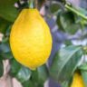 how lemons grow from flowers