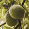 how lemons were made