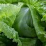how lettuce is good for you