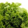 How Long After Eating Bad Lettuce do you Get Sick