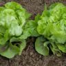 How Long do Lettuce Take to Grow