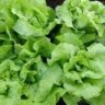 how long does it take to grow lettuce