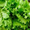 how long does lettuce last