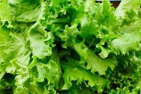 how long does lettuce last