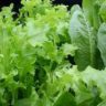 how long does lettuce take to grow