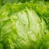 how many calories in lettuce