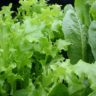how much is a lettuce