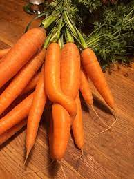 how to grow carrots in australia