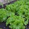 How to grow lettuce at home