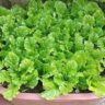 how to grow lettuce in a pot