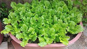 how to grow lettuce in a pot