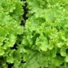 how to grow lettuce in pots