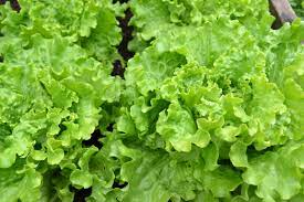 how to grow lettuce in pots