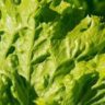 how to keep iceberg lettuce fresh