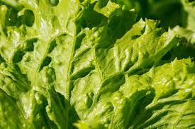 how to keep iceberg lettuce fresh
