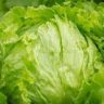 How to Keep Lettuce Fresh