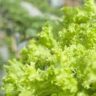 how to pronounce lettuce