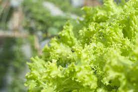 how to pronounce lettuce