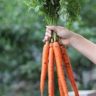 how to store carrots in fridge