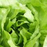 how to store lettuce in fridge