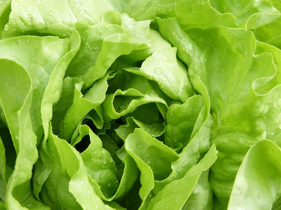 how to store lettuce in fridge