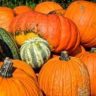 is pumpkin a fruit or vegetable