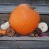 is pumpkin gluten free