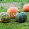 is pumpkin green inside