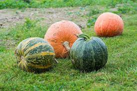 is pumpkin green inside