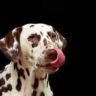 lemons for dogs