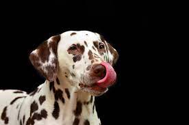 lemons for dogs