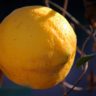 lemons with black spots