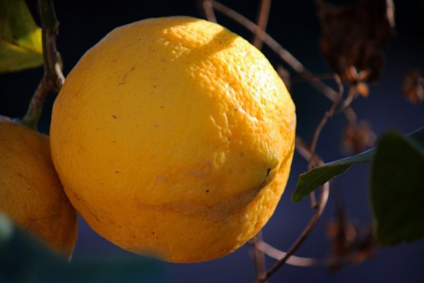 lemons with black spots