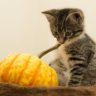 pumpkin for cats