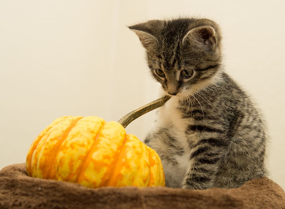 pumpkin for cats