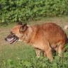 pumpkin for dog scooting
