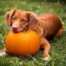 pumpkin for dogs
