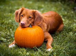 pumpkin for dogs