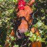 Pumpkin For Horses