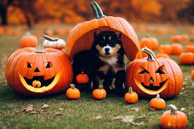 pumpkin for puppies