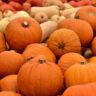 pumpkin for sale