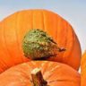 pumpkin is a fruit