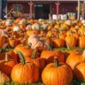 pumpkin or cranberry