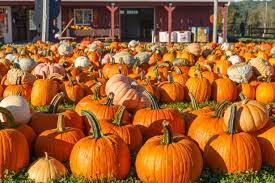 pumpkin or cranberry