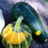Pumpkin or Cucumber