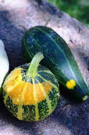 Pumpkin or Cucumber