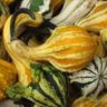 pumpkin or squash