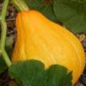 pumpkin or squash plant