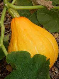 pumpkin or squash plant