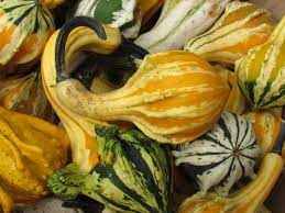pumpkin or squash